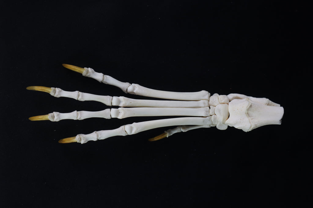 Coyote Paw Articulation