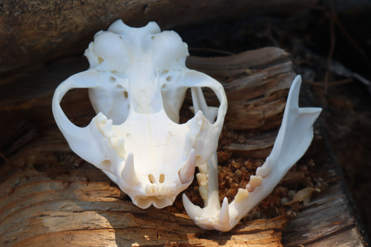 Reserved for Jeromy - Pathological Bobcat Skull
