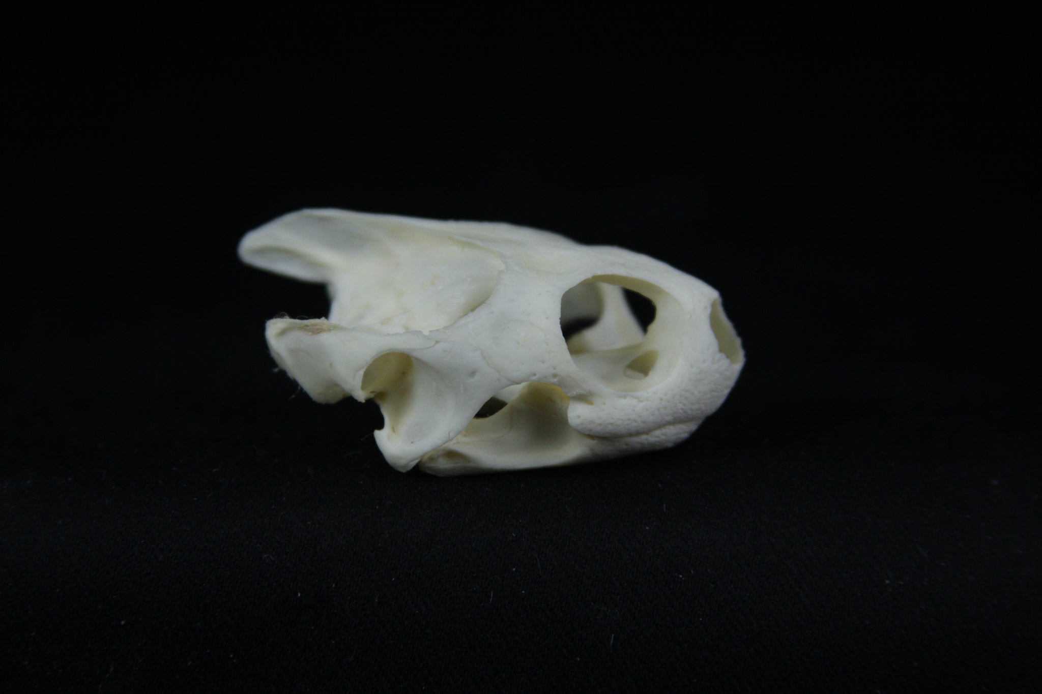 Red Eared Slider Skull