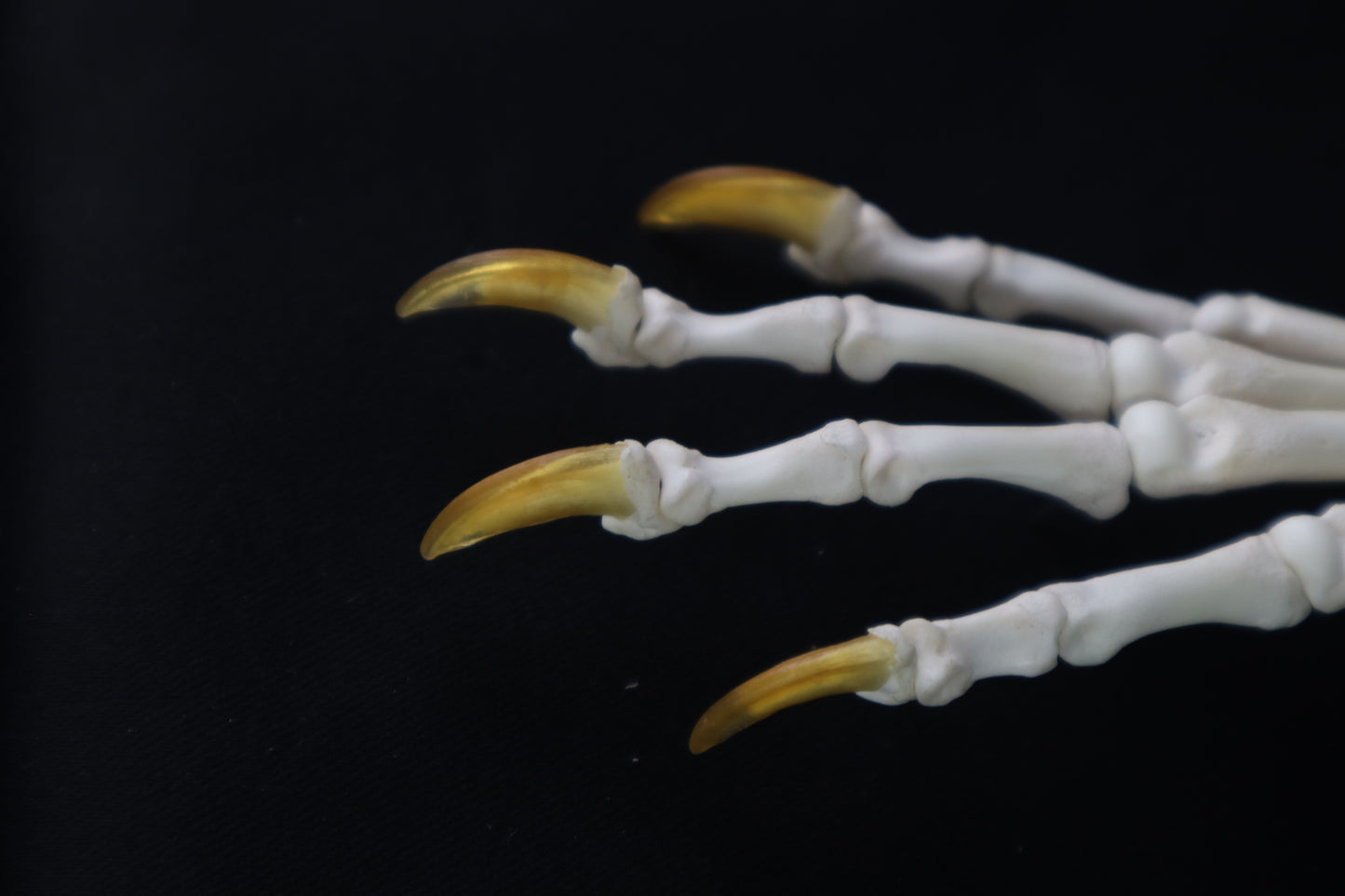 Coyote Paw Articulation