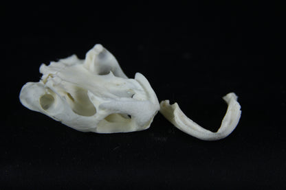 Red Eared Slider Skull