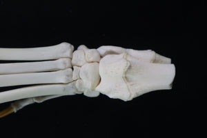 Coyote Paw Articulation