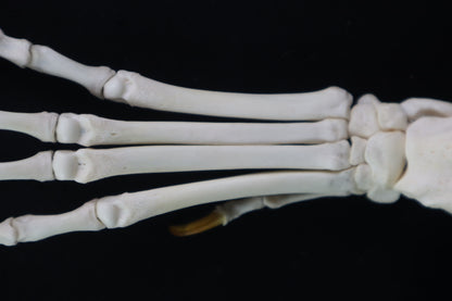 Coyote Paw Articulation