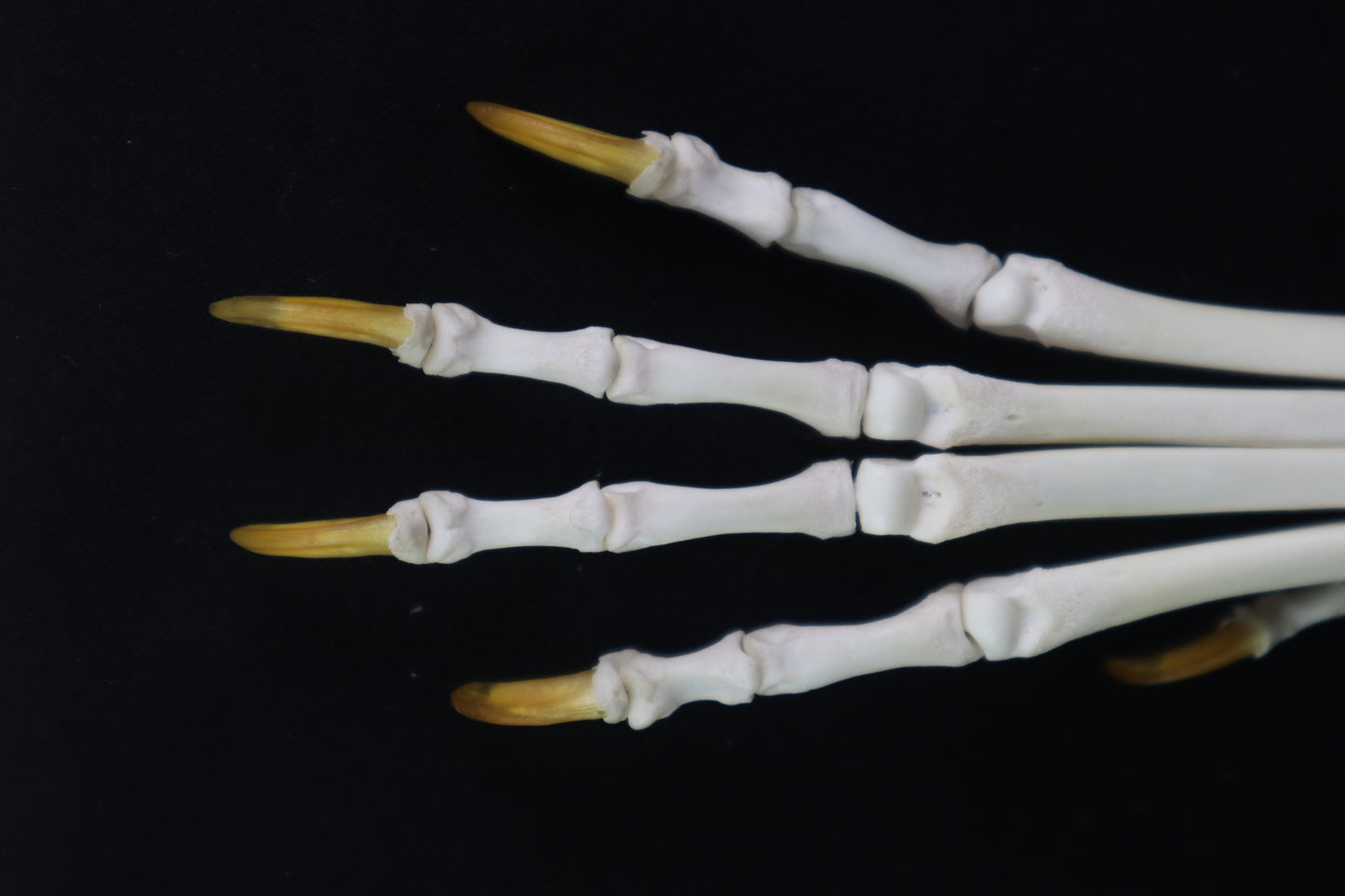 Coyote Paw Articulation