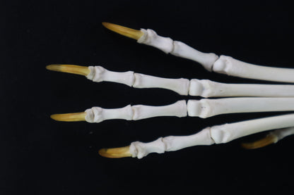 Coyote Paw Articulation