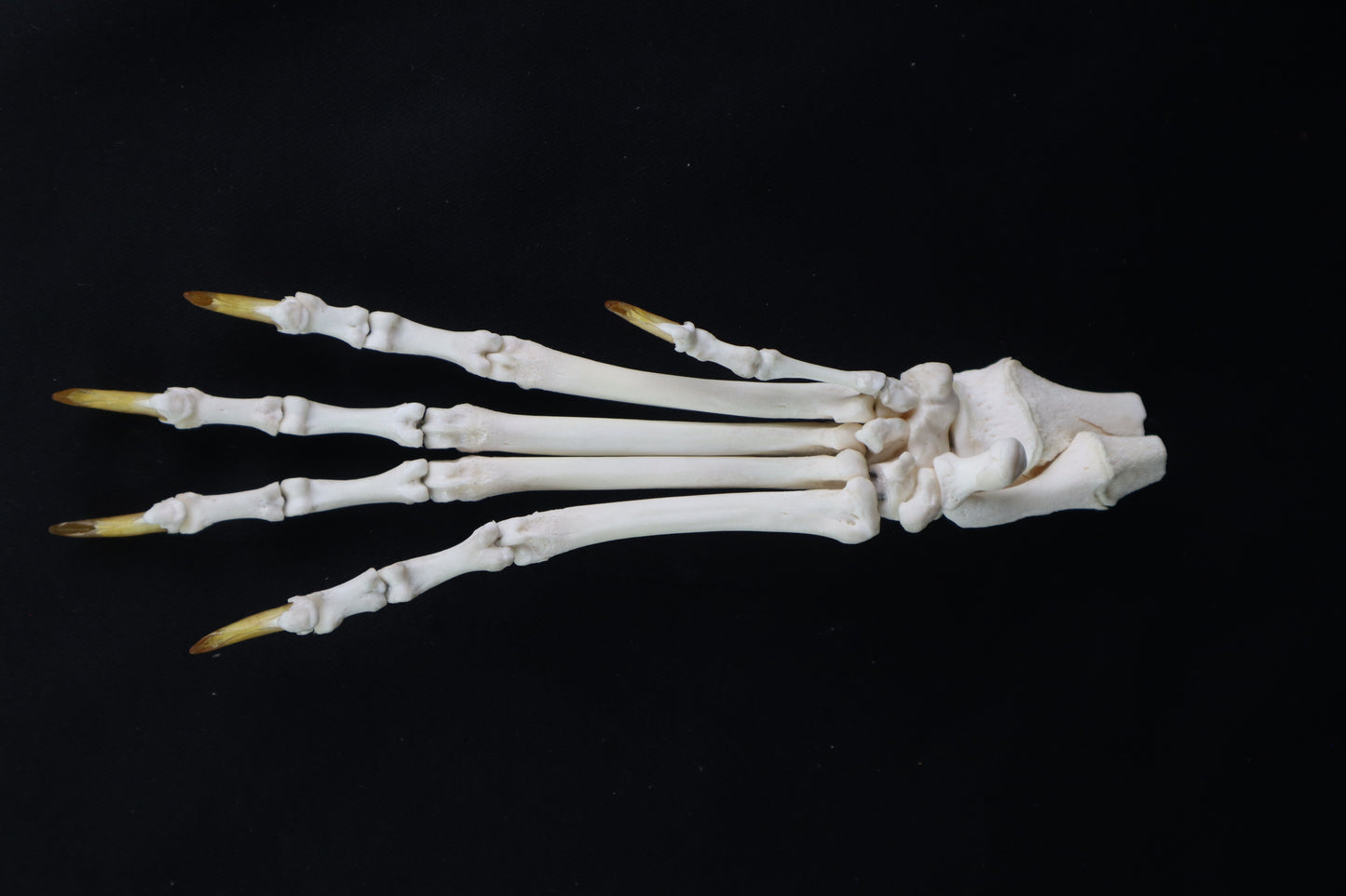 Coyote Paw Articulation