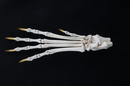 Coyote Paw Articulation