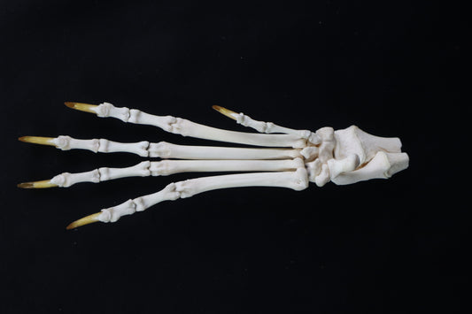 Coyote Paw Articulation