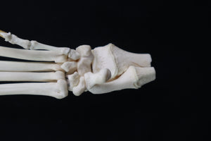 Coyote Paw Articulation