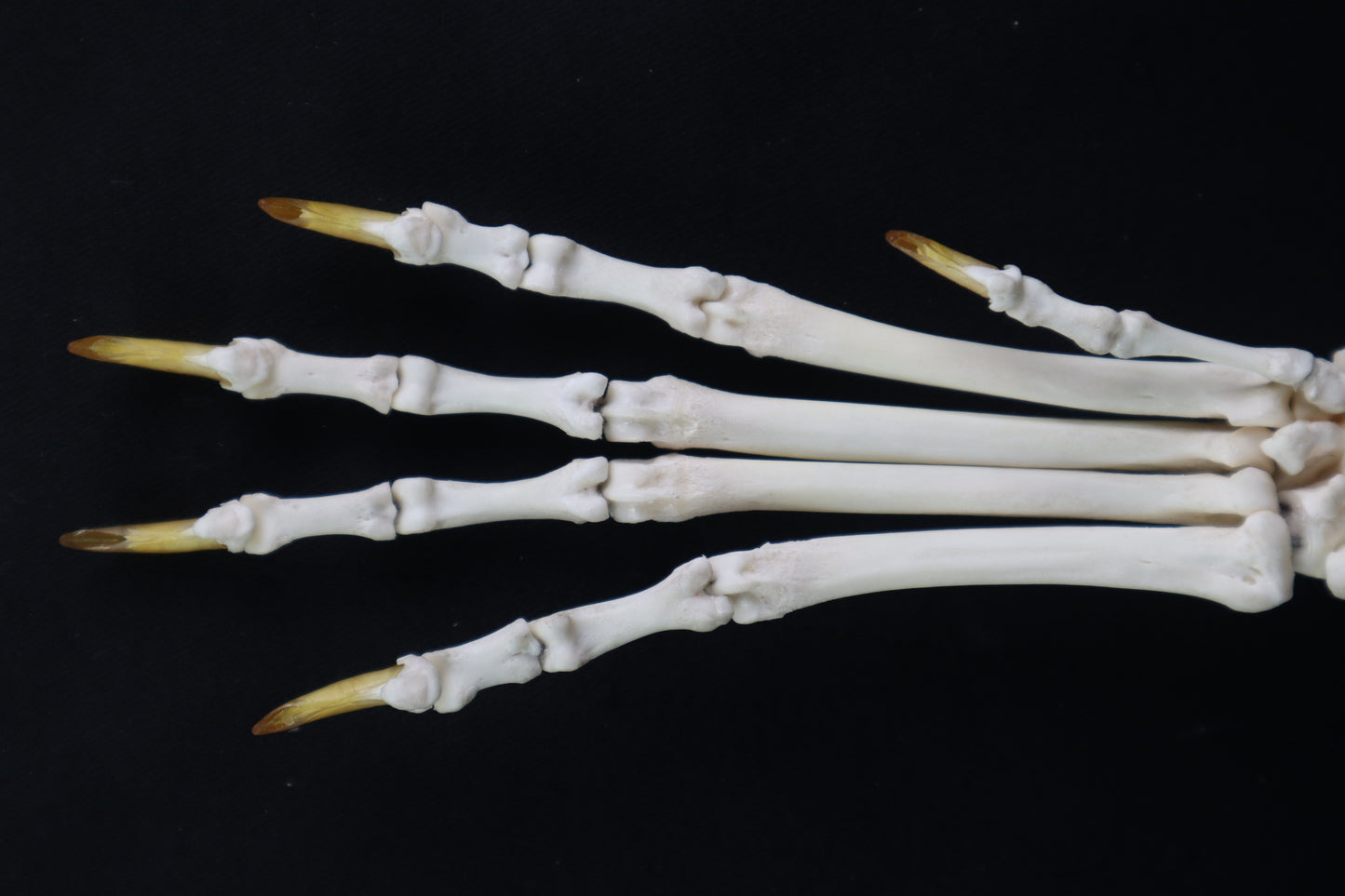 Coyote Paw Articulation