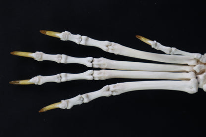 Coyote Paw Articulation