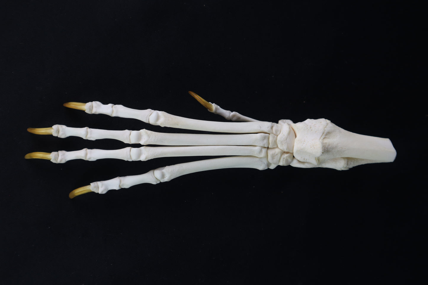 Coyote Paw Articulation