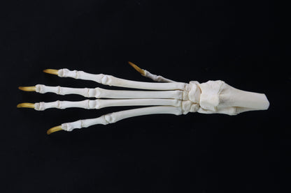 Coyote Paw Articulation