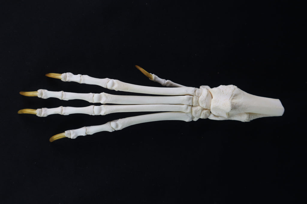 Coyote Paw Articulation