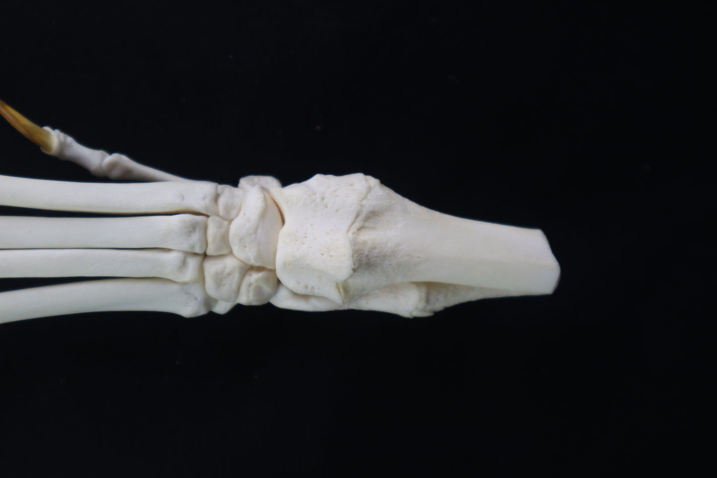 Coyote Paw Articulation