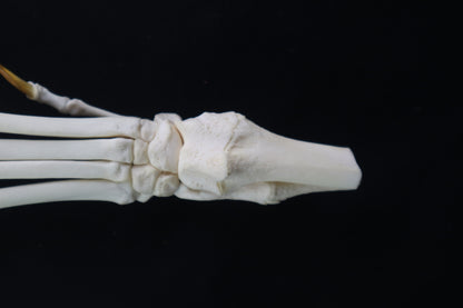 Coyote Paw Articulation