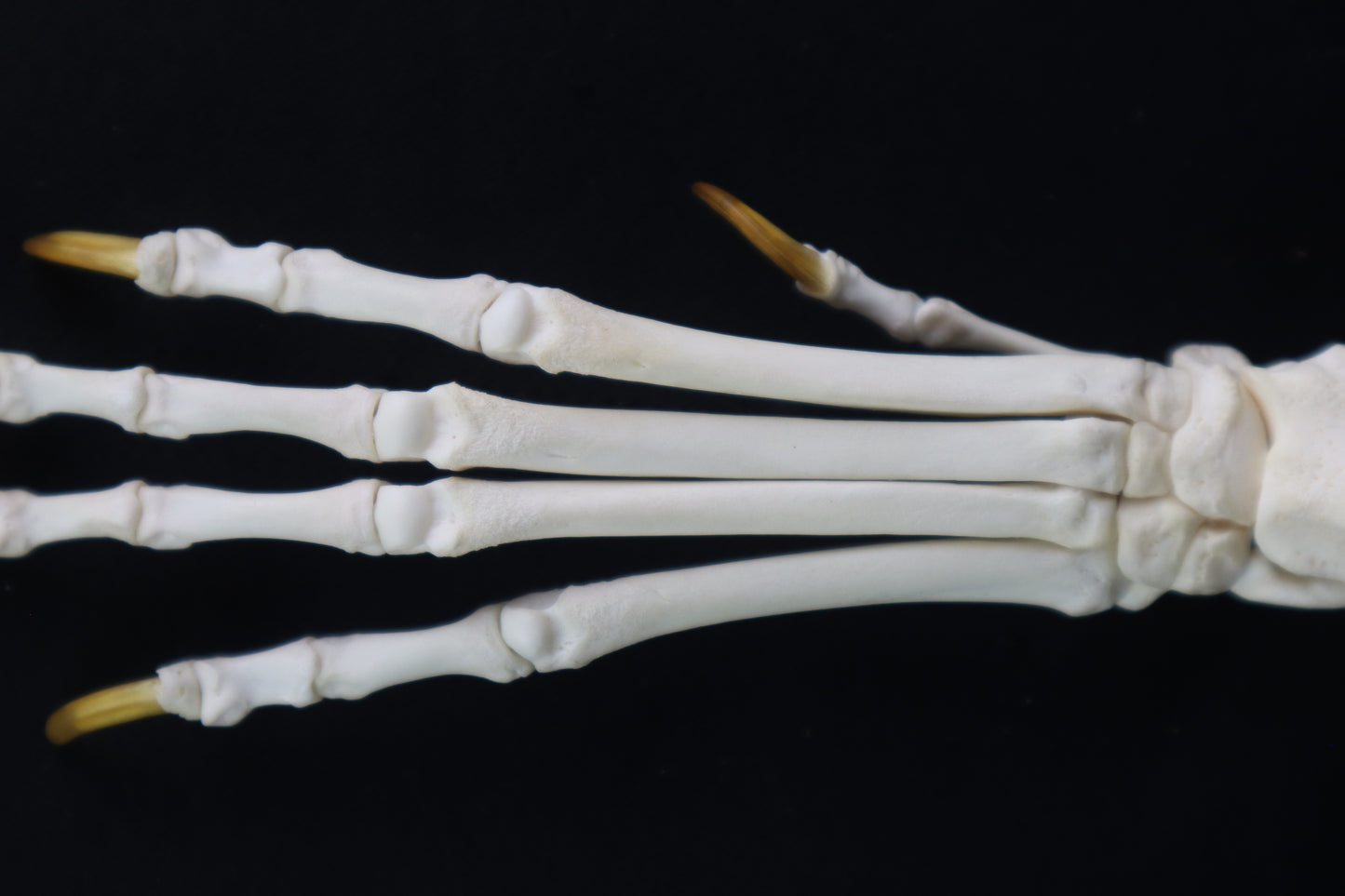 Coyote Paw Articulation