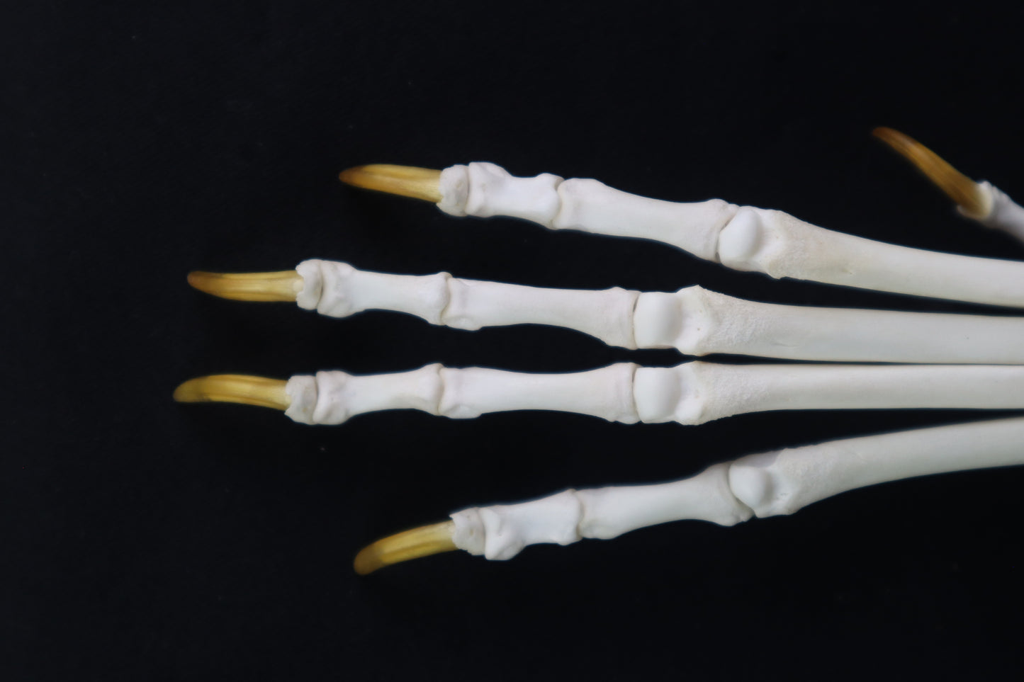 Coyote Paw Articulation