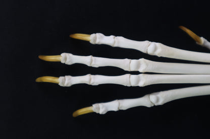 Coyote Paw Articulation