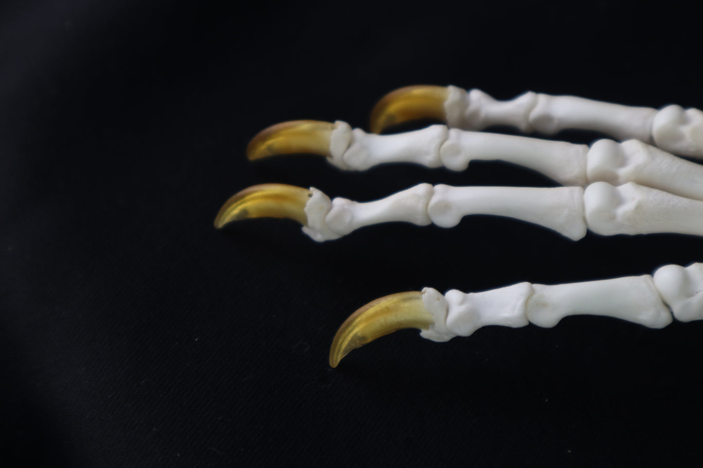 Coyote Paw Articulation