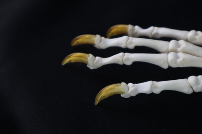 Coyote Paw Articulation