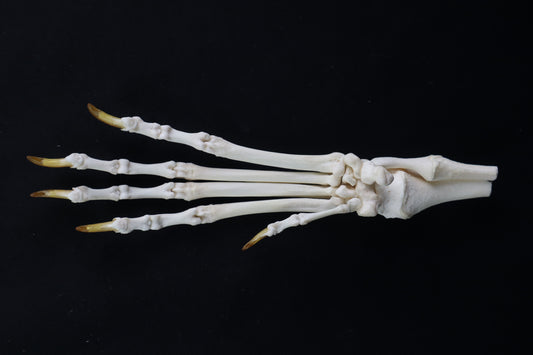 Coyote Paw Articulation