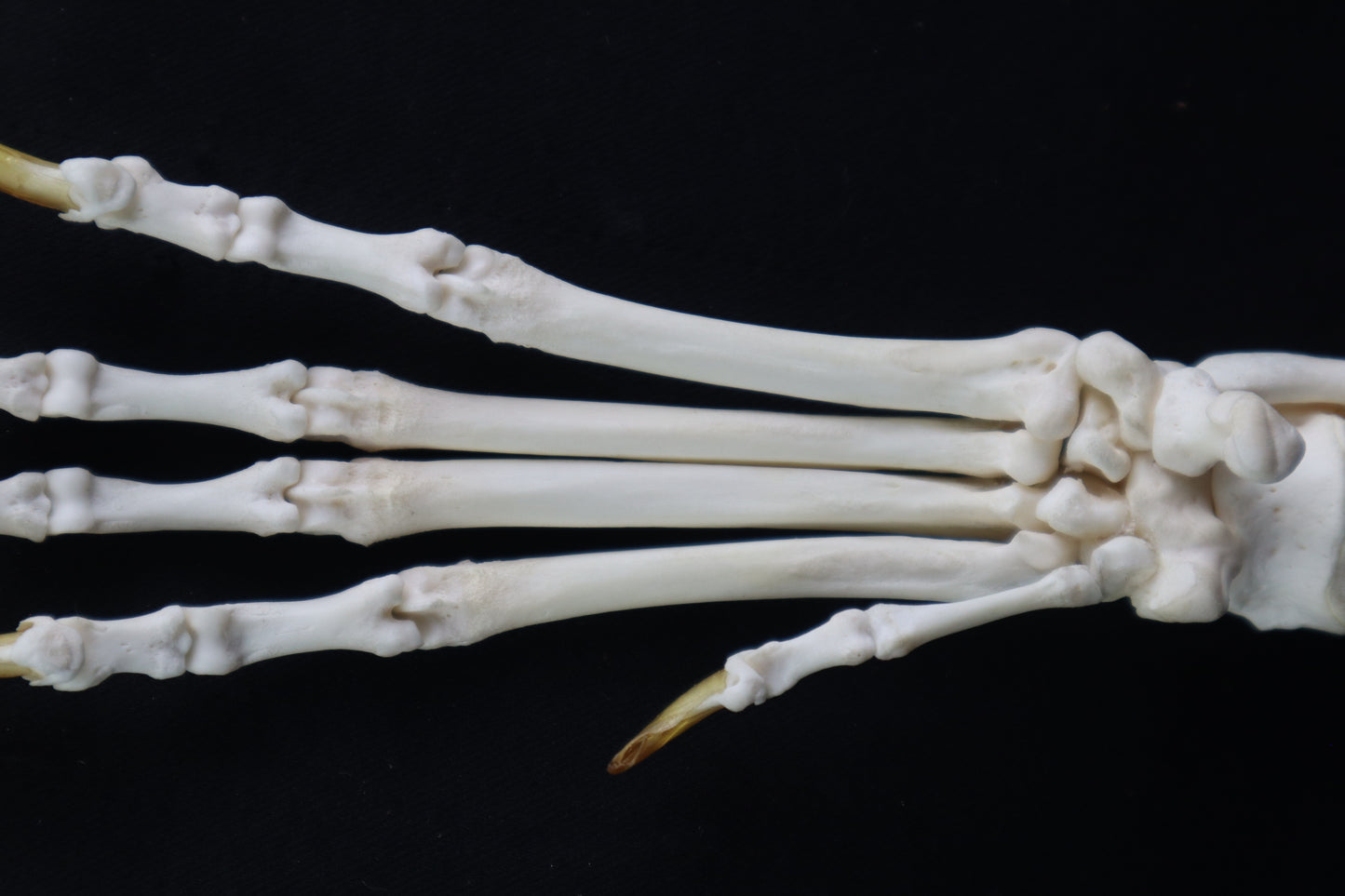 Coyote Paw Articulation