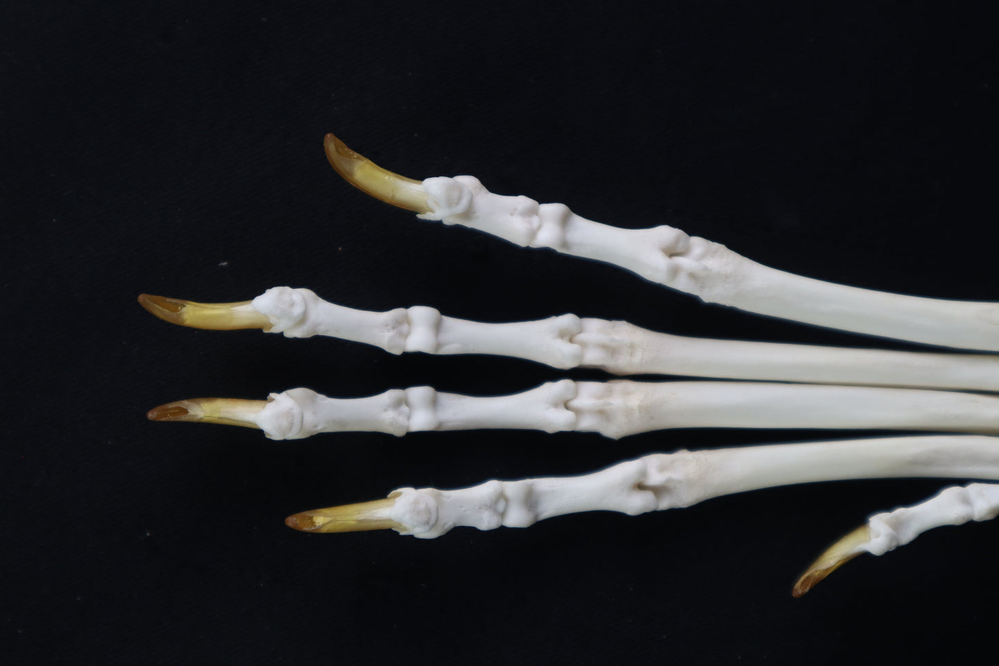 Coyote Paw Articulation