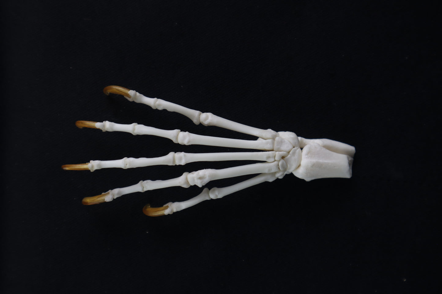 Raccoon Paw Articulation