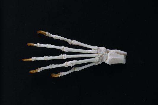 Raccoon Paw Articulation