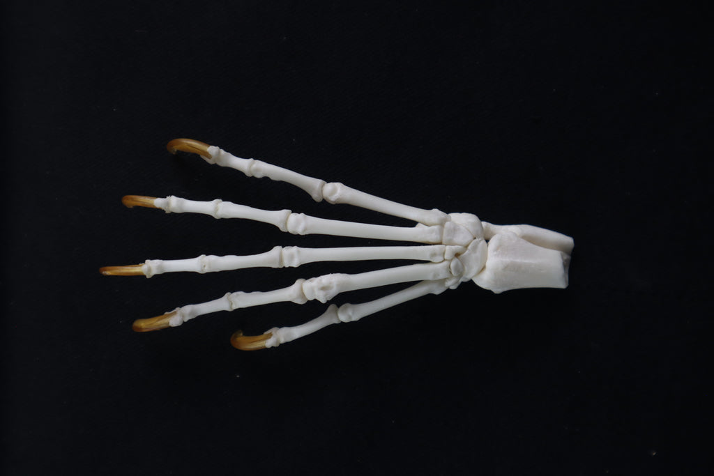 Raccoon Paw Articulation