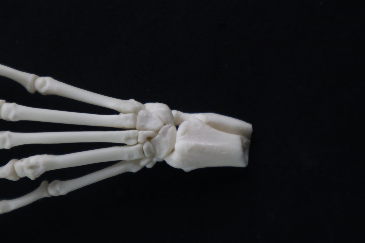 Raccoon Paw Articulation