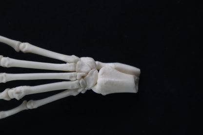 Raccoon Paw Articulation