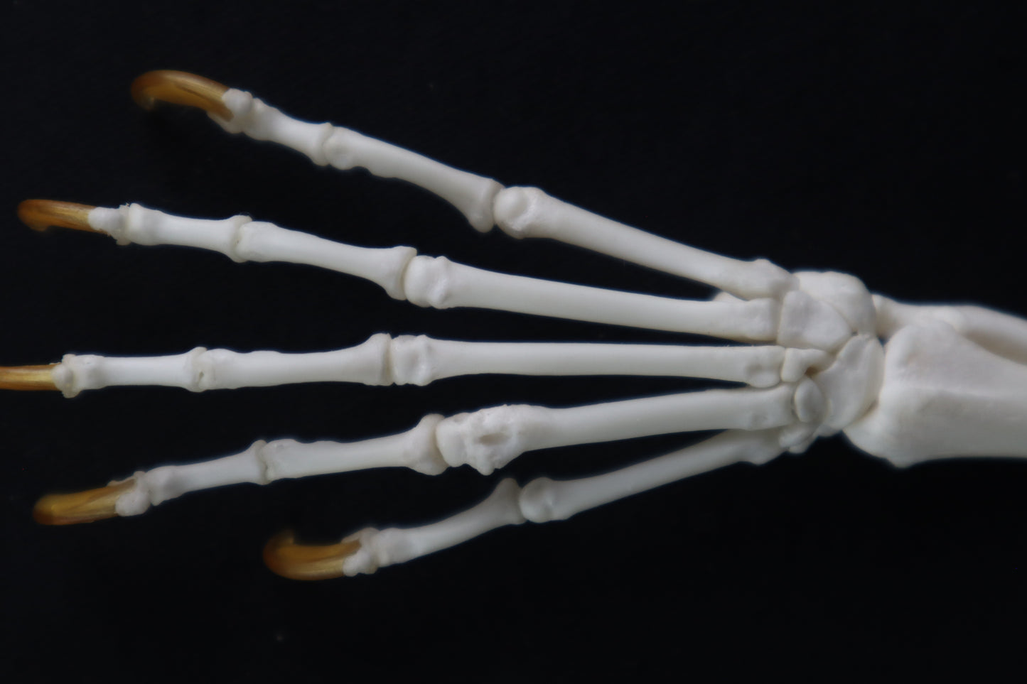 Raccoon Paw Articulation