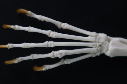 Raccoon Paw Articulation