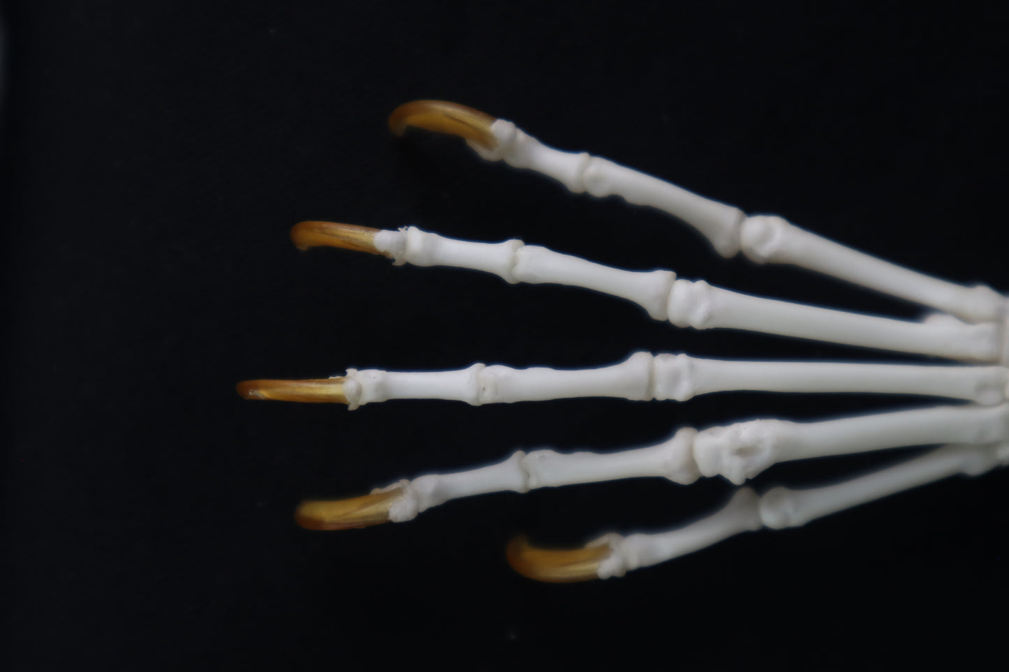 Raccoon Paw Articulation