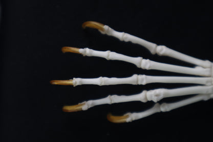 Raccoon Paw Articulation