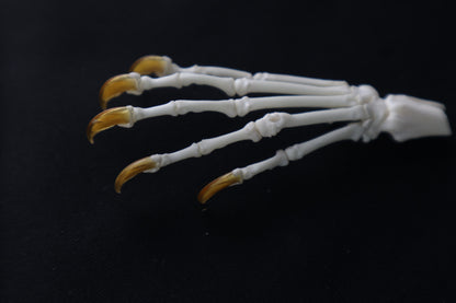 Raccoon Paw Articulation