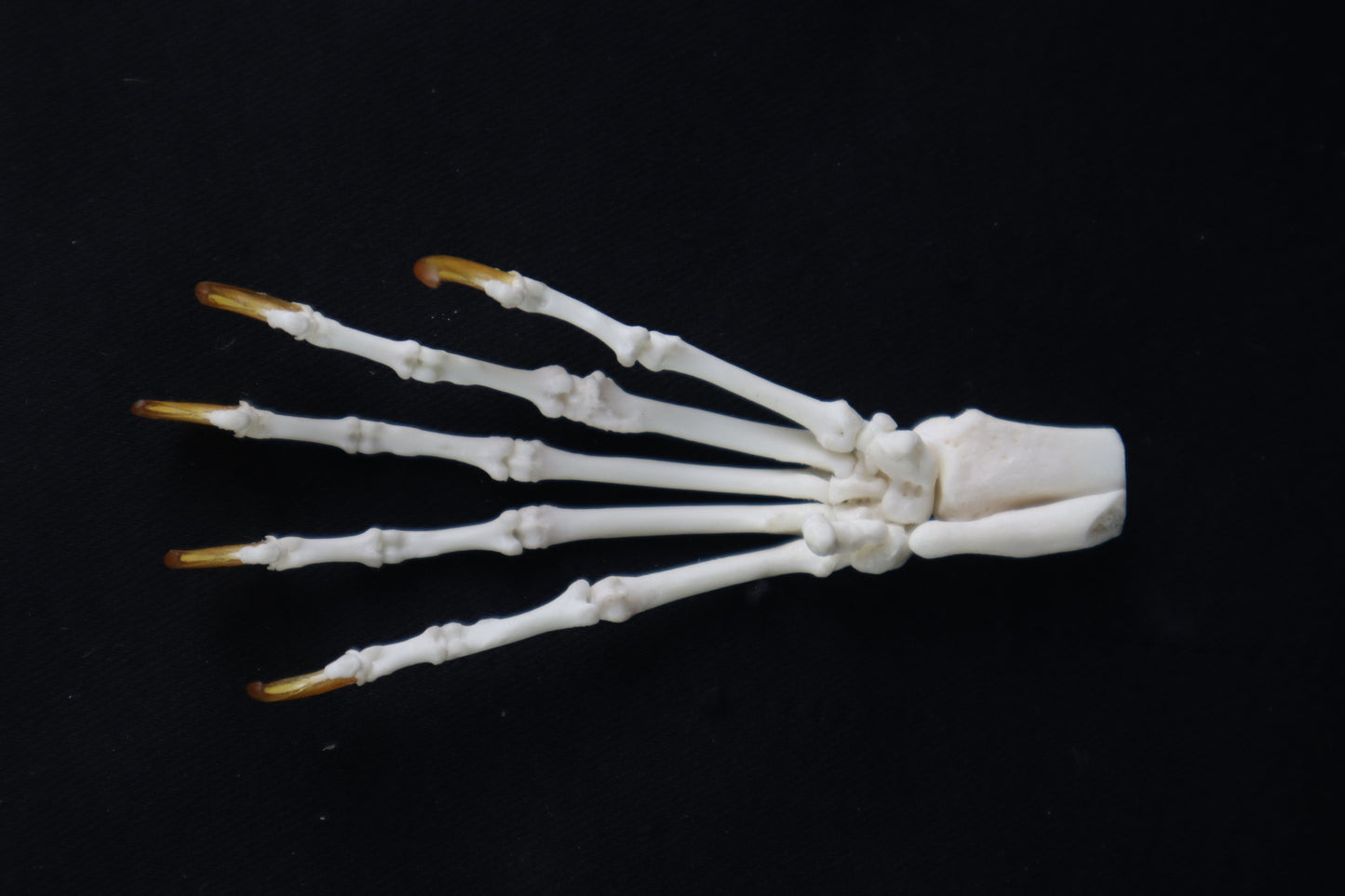 Raccoon Paw Articulation