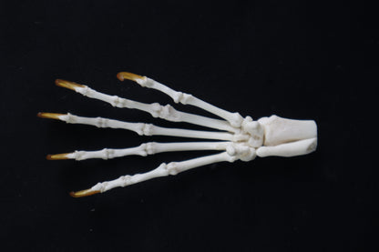 Raccoon Paw Articulation