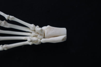 Raccoon Paw Articulation
