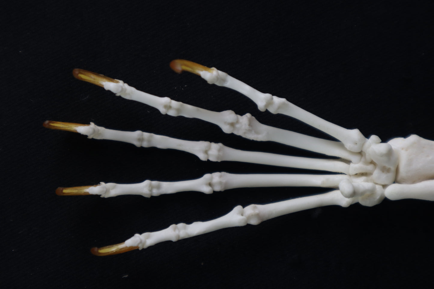 Raccoon Paw Articulation