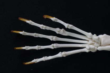Raccoon Paw Articulation