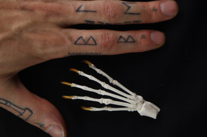 Raccoon Paw Articulation