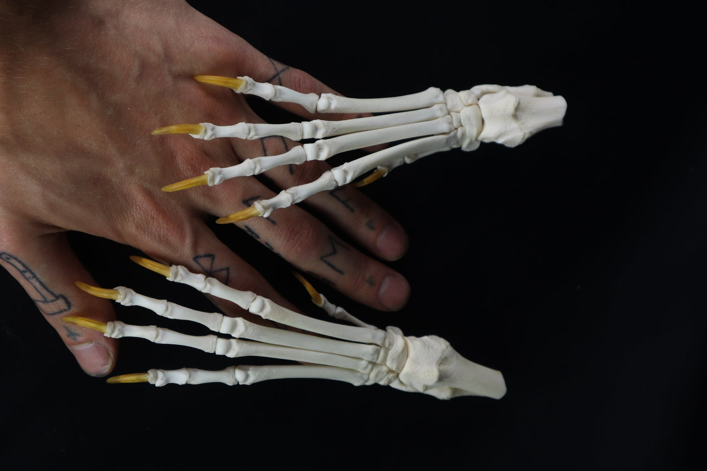 Coyote Paw Articulation