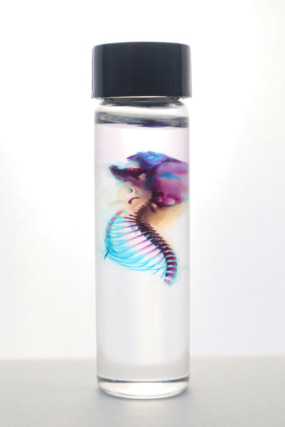 Diaphonized Baby Mouse Torso