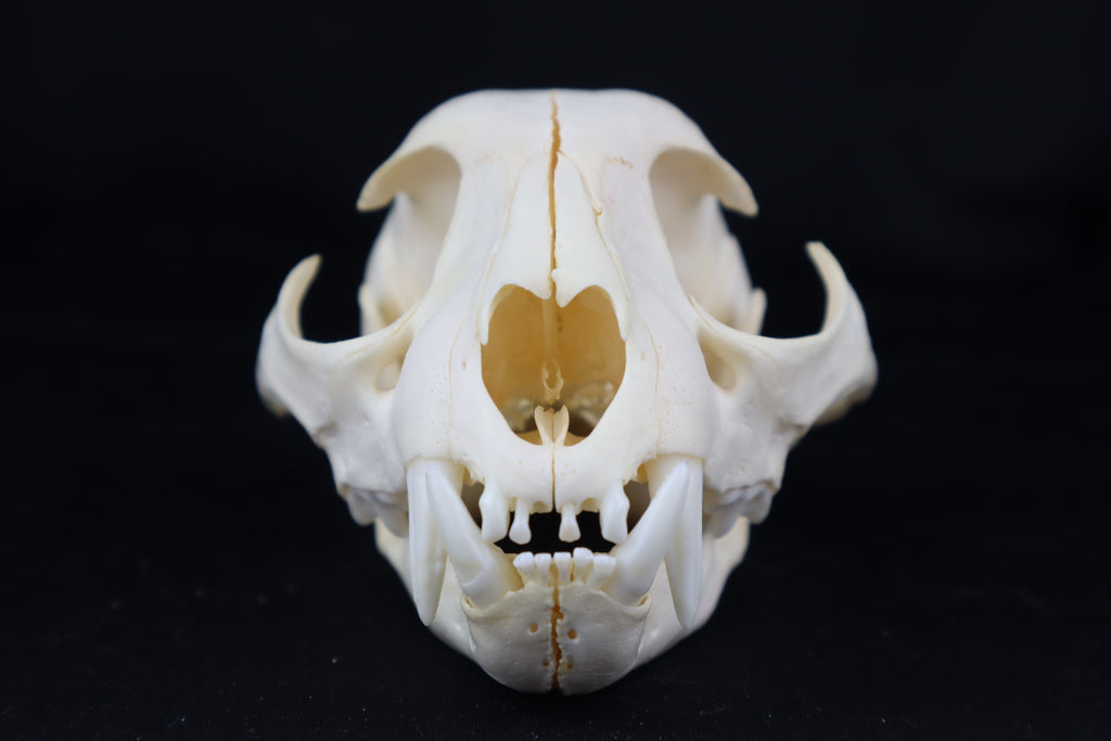 Juvenile Bobcat Skull