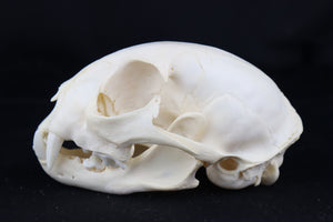Juvenile Bobcat Skull