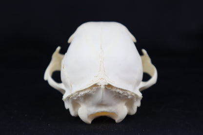 Juvenile Bobcat Skull