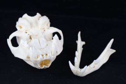 Juvenile Bobcat Skull